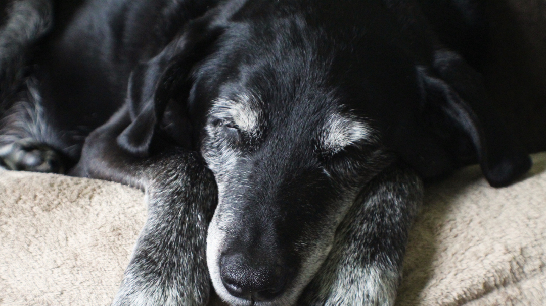 Dog Aging and Comfort: How to Adapt As Your Dog Grows Older