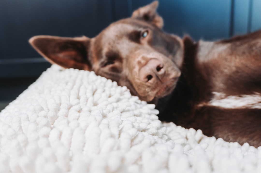 Choosing the Ideal Australian Kelpie Dog Bed