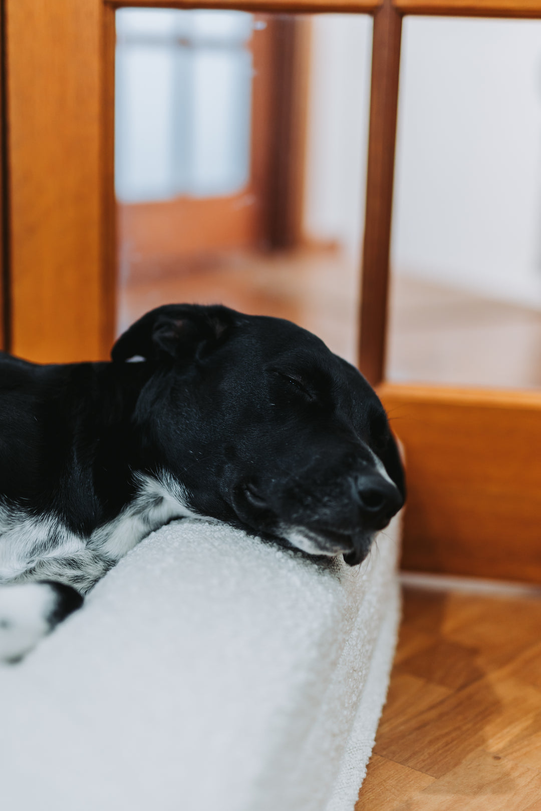 7 Effective Ways to Help Your Dog Adapt to Their New SNUPZ Bed