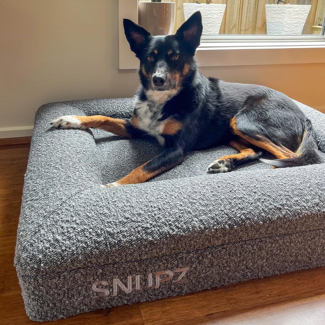 A picture oof Jippy the Kelpie x Koolie sitting in a Medium Grey boucle orthopedic SNUPZ dog bed