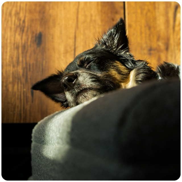 Ethan Nestor's dog Spencer Sleeping in a an Australian SNUPZ boucle luxury orthopedic cream dog bed