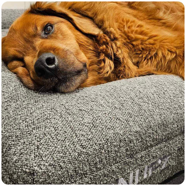 Large - Luxury Bouclé Orthopaedic Memory Foam Dog Bed