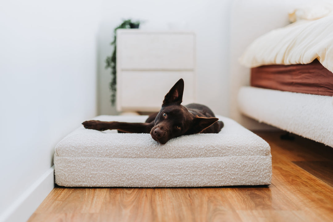 Medium - Luxury Bouclé Orthopaedic Memory Foam Dog Bed