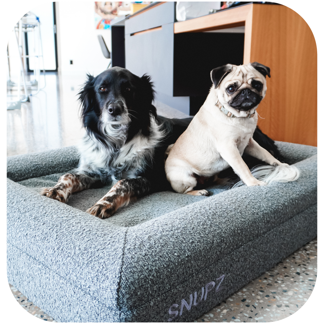 A picture of flex and milk who are youtuber Mully from The Boys dogs sitting in a luxury orthopedic snupz dog bed