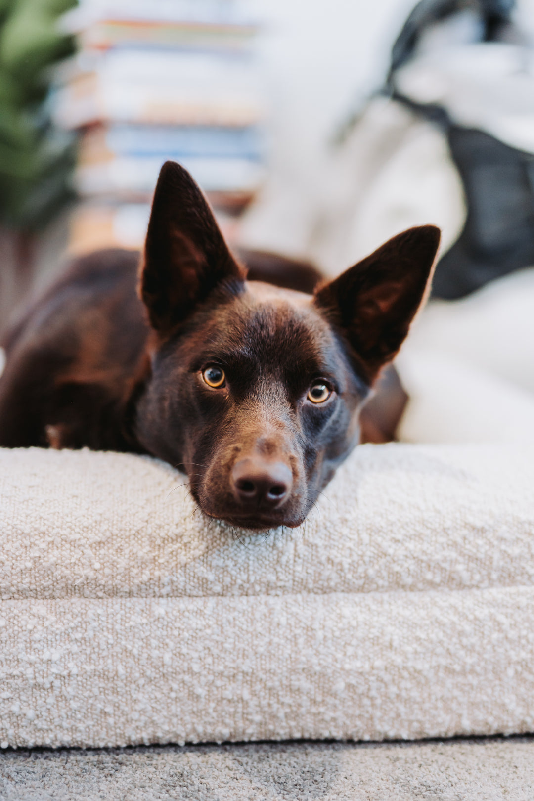 Large - Luxury Bouclé Orthopaedic Memory Foam Dog Bed