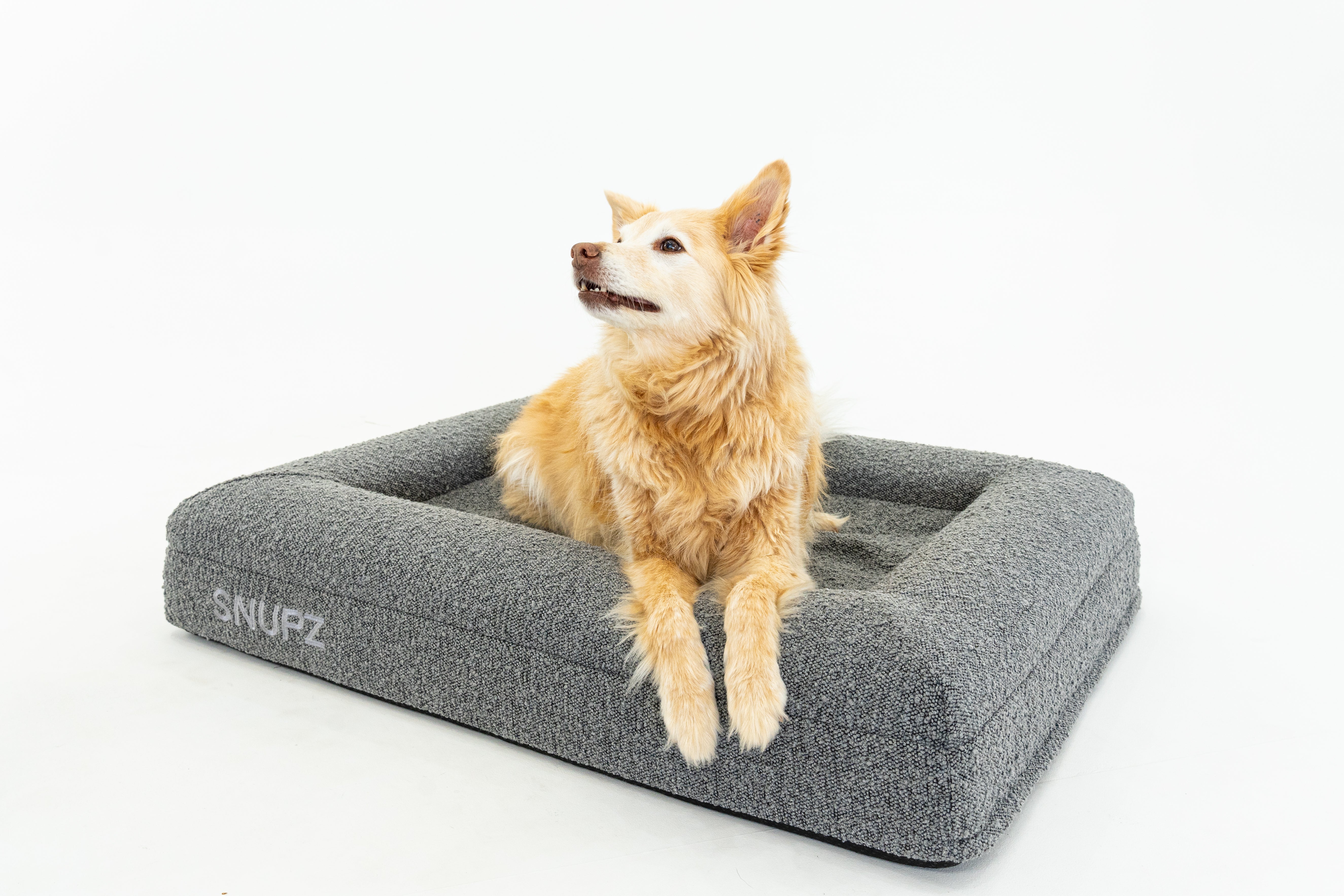 A Beautiful women with a SNUPZ Luxury Orthopedic Medium grey boucle dog bed with a boarder collie 