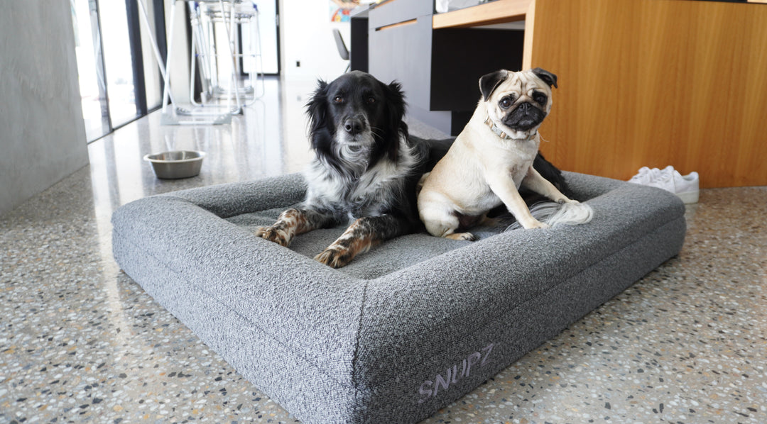 A picture of flex and milk who are youtuber Mully from The Boys dogs sitting in a luxury orthopedic snupz dog bed