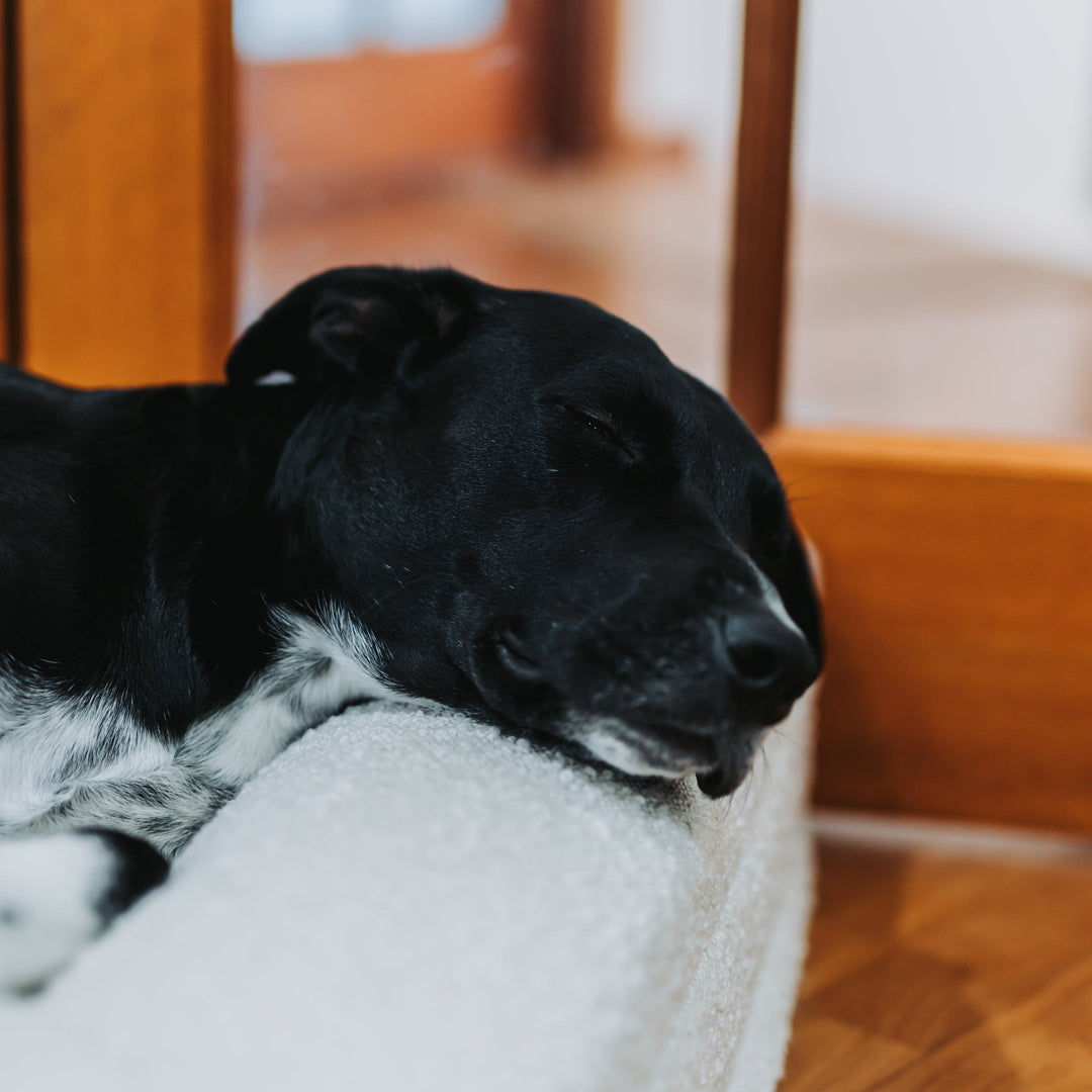 Picture of a black and white rescue dog named Eddie sleeping in a luxury orthopedic snupz dog bed