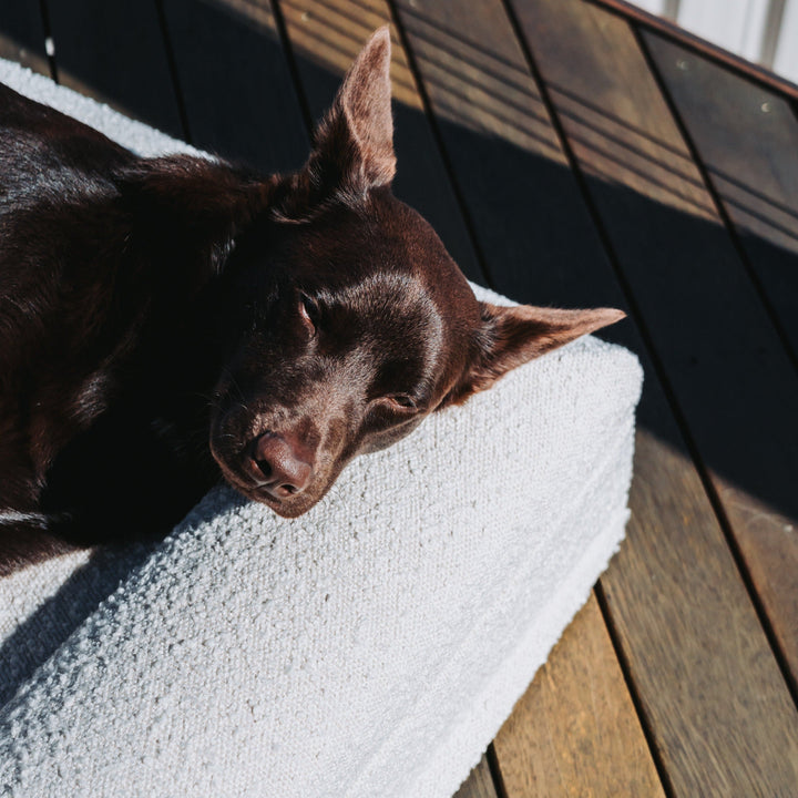 An all brown/red Australian Kelpie Laying a luxury boucle orthopedic snupz dog bed