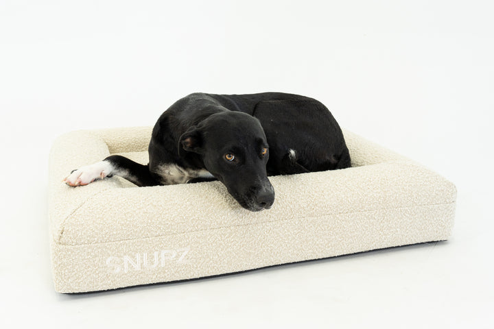 A Beautiful women with a SNUPZ Luxury Orthopedic Medium Cream boucle dog bed with a large black dog