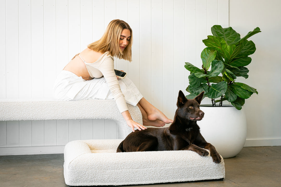 A Beautiful women with a SNUPZ Luxury Orthopedic Medium Cream boucle dog bed with a brown kelpie