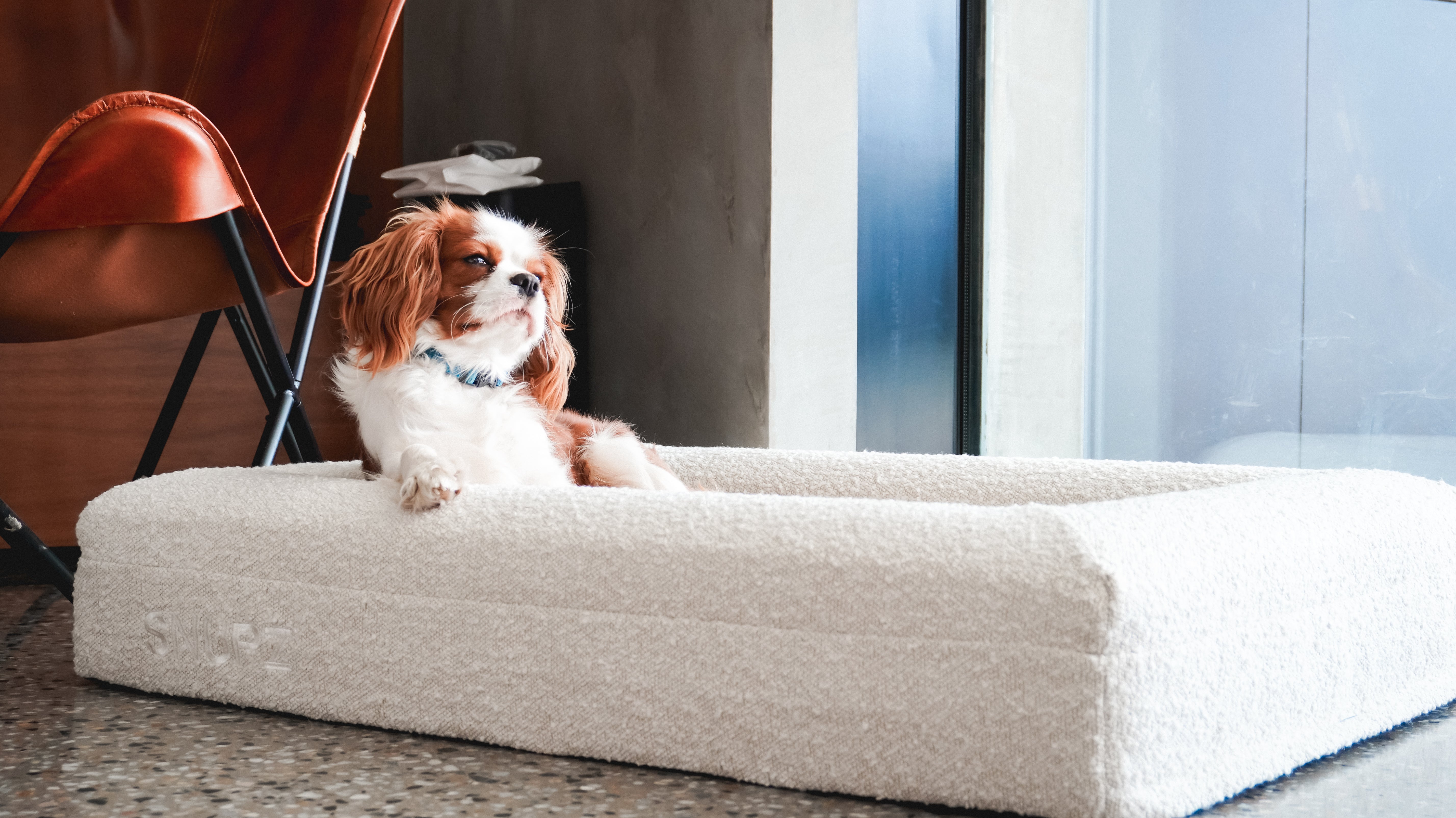 Pretzel the dog of Mully sitting in a a luxury boucle orthopedic snupz dog bed