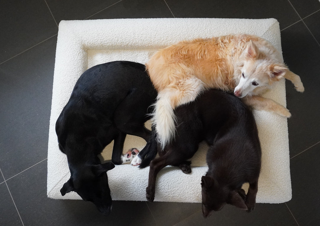 Three medium dogs in a SNUPZ Orthopedic boucle dog bed