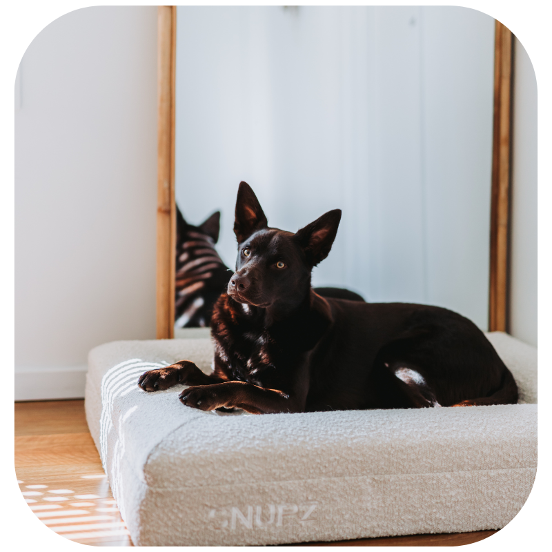 A red / brown kelpie sitting in a medium cream orthopedic luxury boucle dog bed