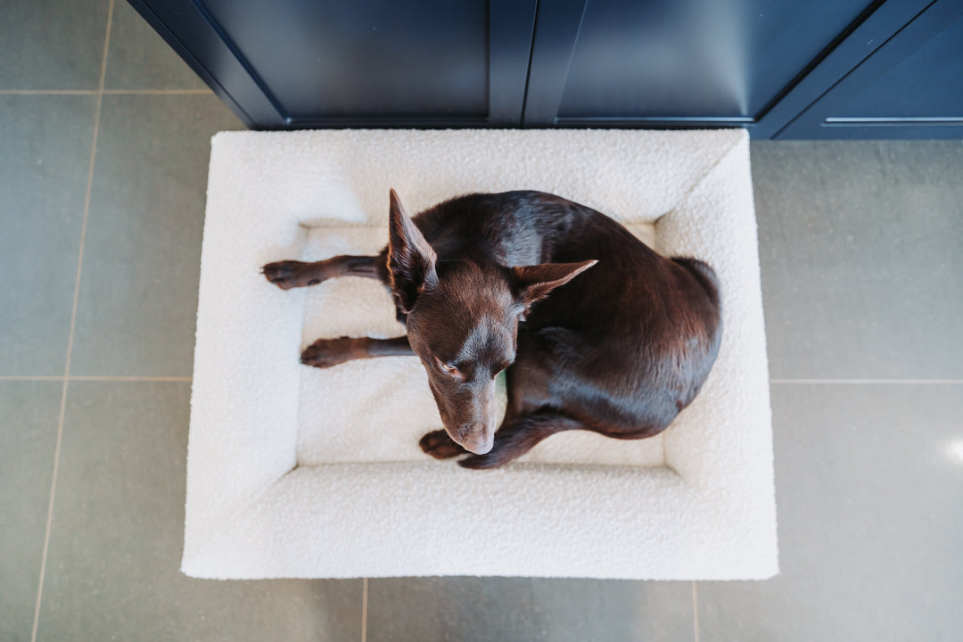 Leo a kelpie sitting a kelpie bed which is a a luxury boucle orthopedic snupz dog bed