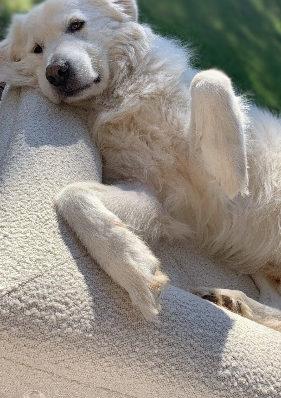 Large - Luxury Bouclé Orthopaedic Memory Foam Dog Bed