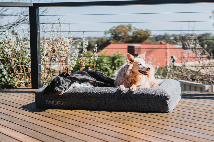  two dogs one black and white and the other cream colour sitting in a grey luxury boucle orthopedic snupz dog bed